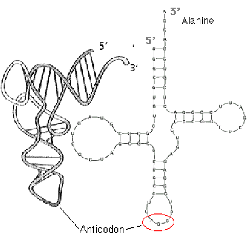 486x468 Trna Molecule. (A) Real Shape, (B) Plane Drawing, Showing