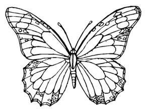 290x222 Monarch Butterfly Clipart Coloring Page