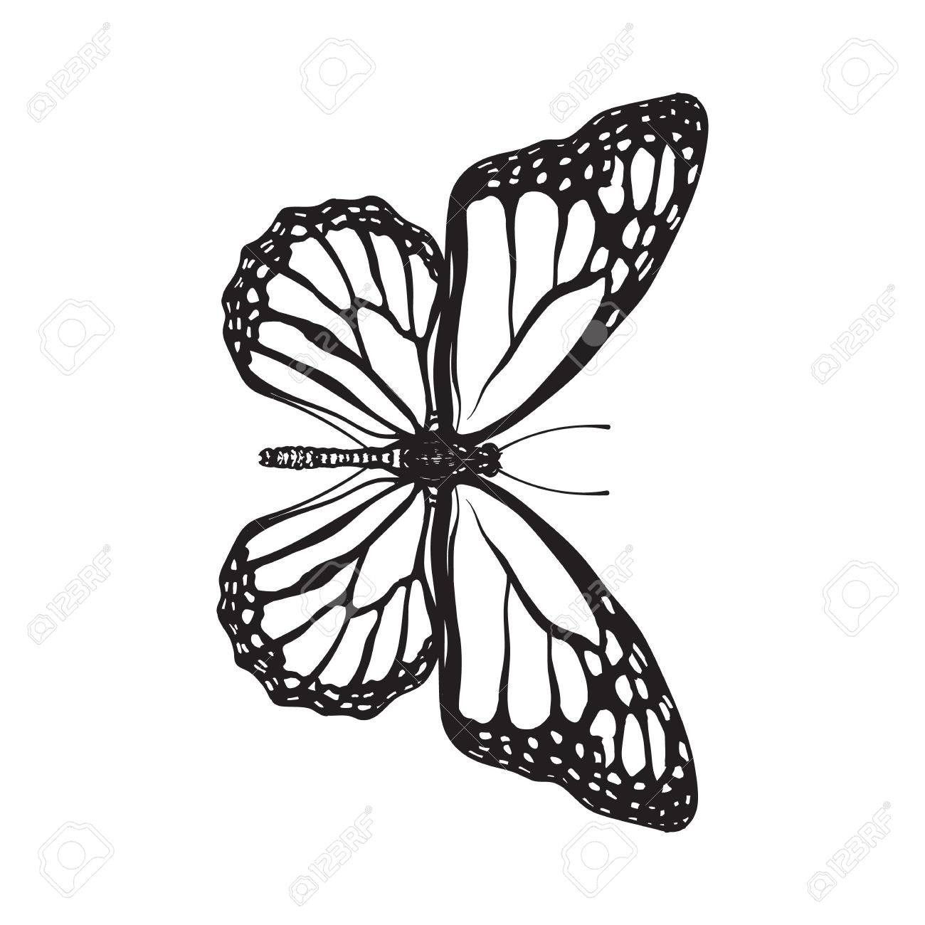 1300x1300 Top View Of Beautiful Monarch Butterfly, Sketch Illustration