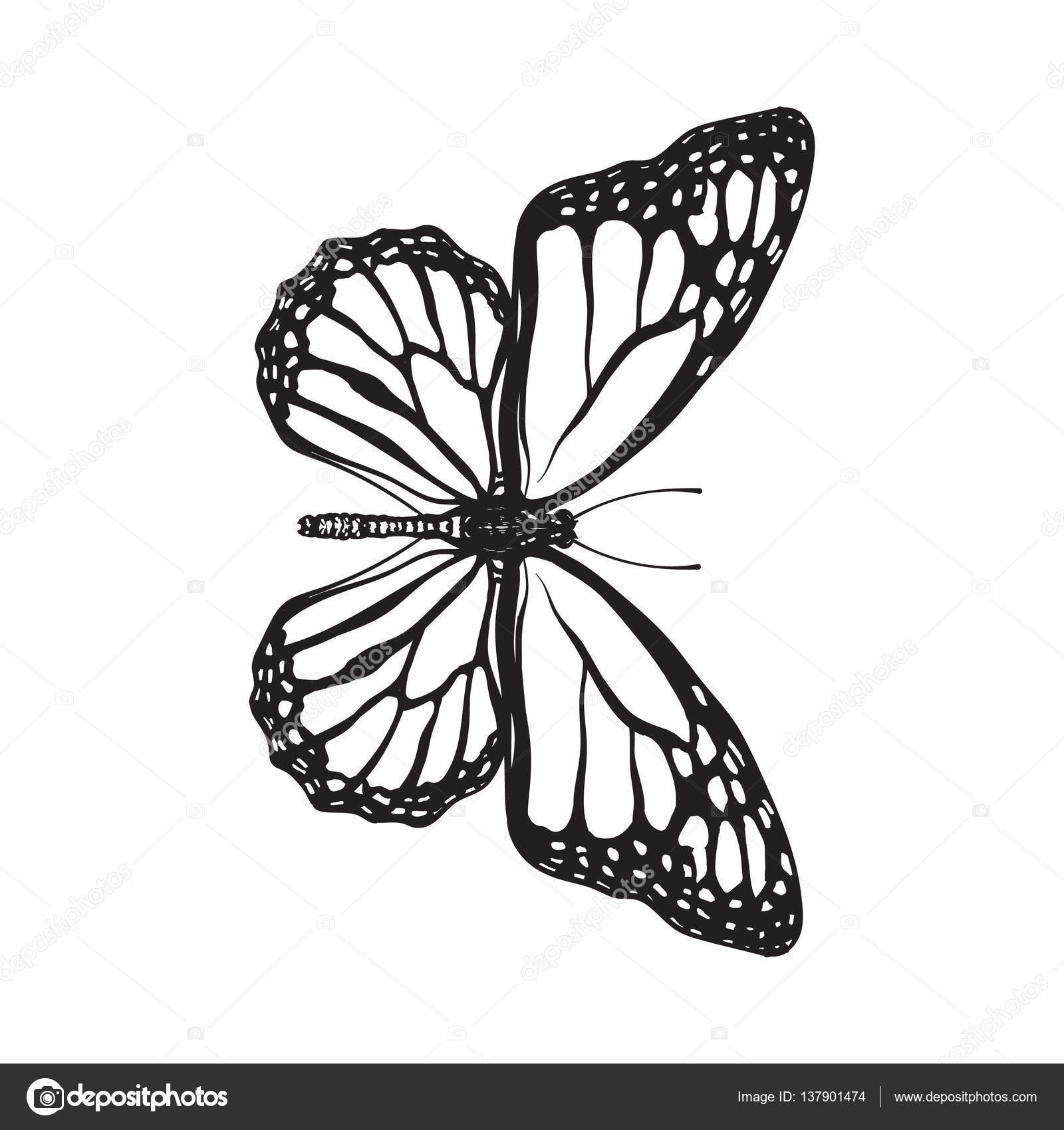 1600x1700 Top View Of Beautiful Monarch Butterfly, Isolated Sketch Style