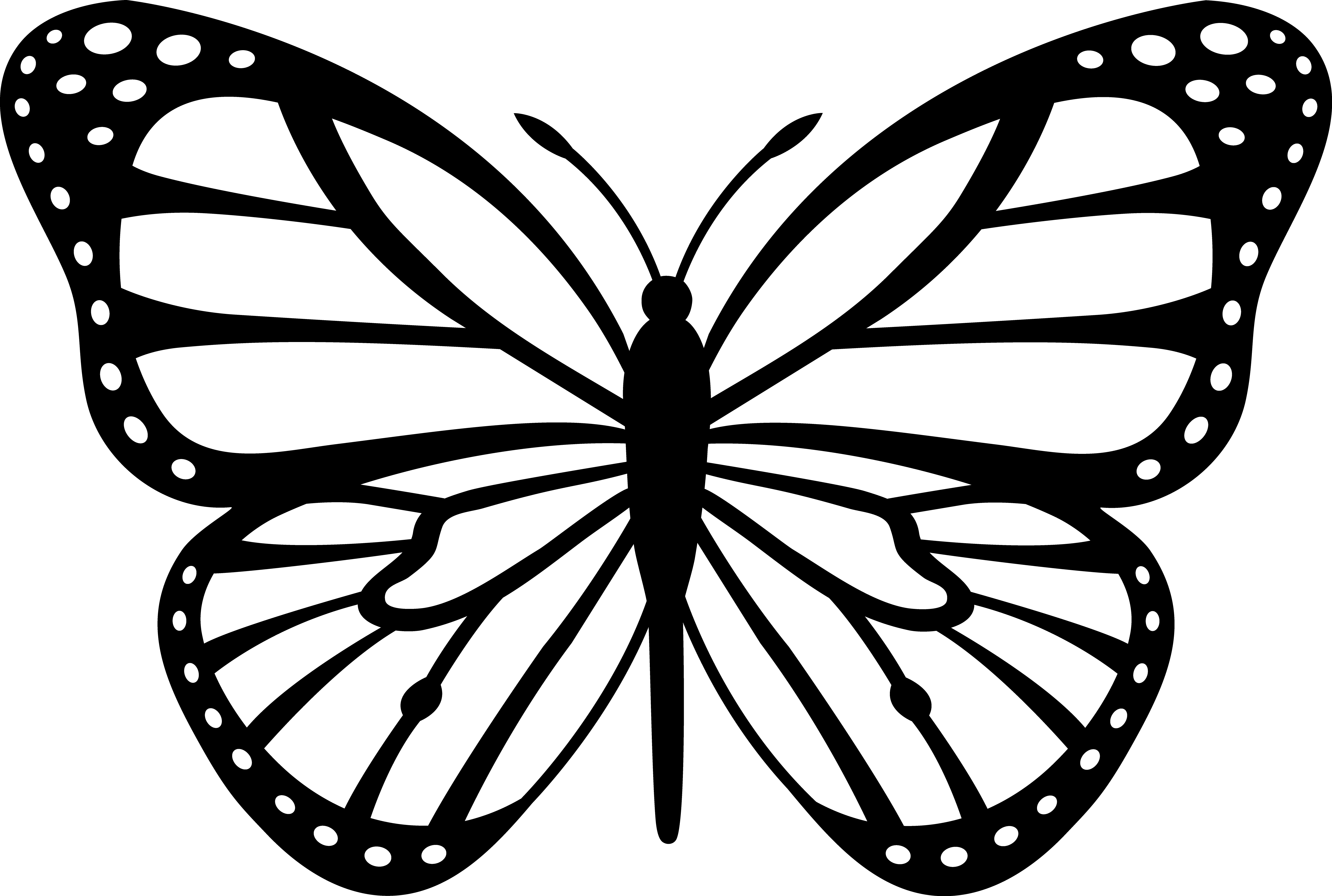 5920x3982 Black And White Monarch Butterfly