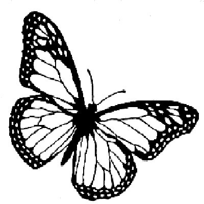 Monarch Butterfly Line Drawing at GetDrawings | Free download