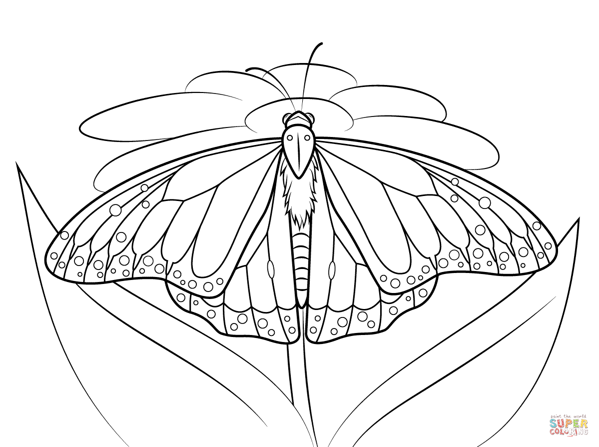 1199x894 Monarch Butterfly Sits On A Daisy Coloring Page Free Printable