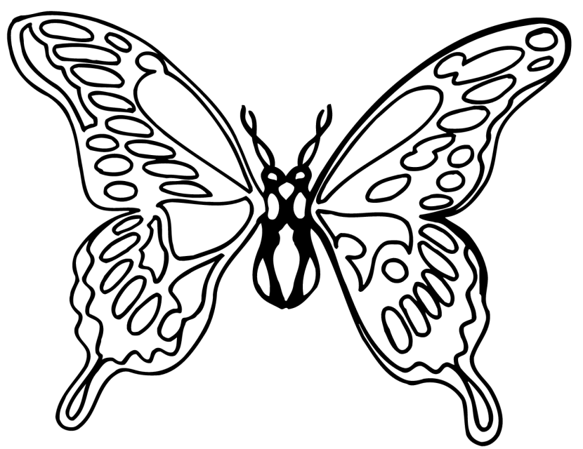 830x640 Monarch Butterfly Clipart Black And White