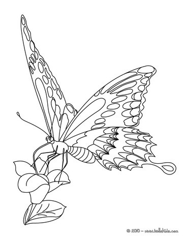 364x470 Monarch Butterfly Coloring Pages