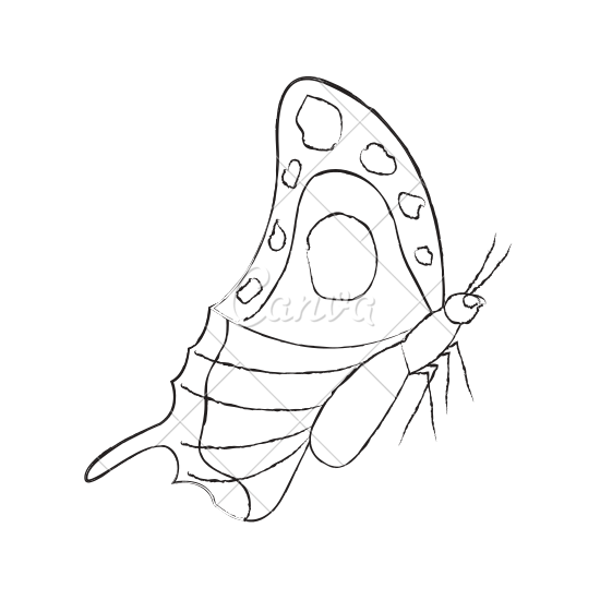 550x550 Side View Of Beautiful Monarch Butterfly