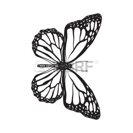 450x450 Top View Of Beautiful Monarch Butterfly, Sketch Illustration