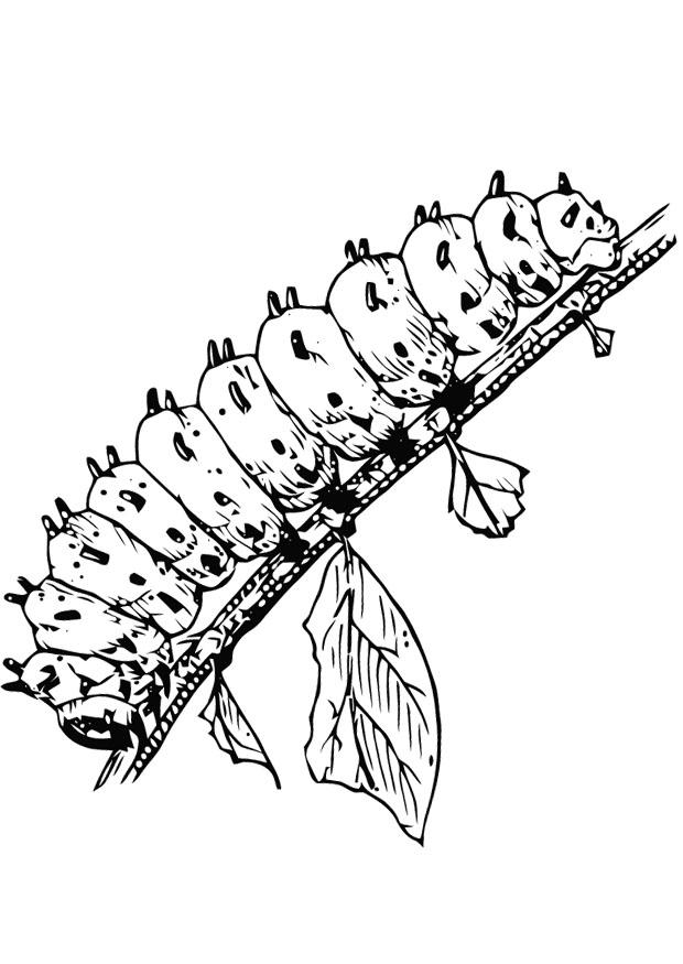 620x875 Coloring Page Caterpillar