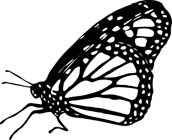 600x487 Images Of Caterpillar To Butterfly