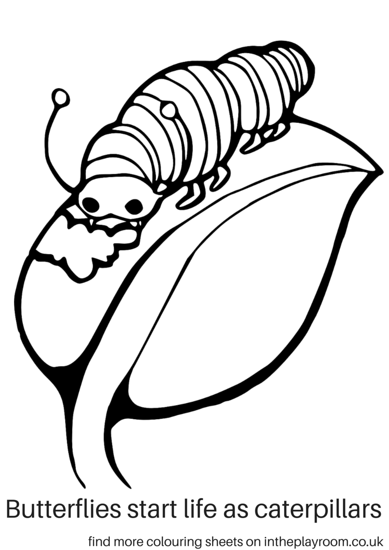 794x1123 Drawing How To Draw Realistic Caterpillar Plus How To Draw