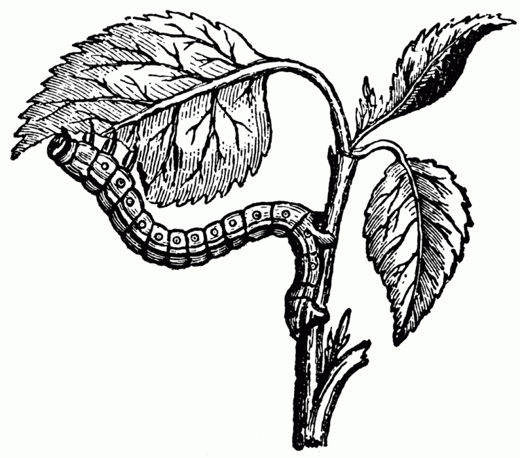 750x660 Drawing How To Draw A Simple Caterpillar As Well As How To Draw