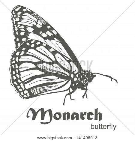 450x470 Monarch Butterfly Danaus Plexippus Vector Amp Photo Bigstock