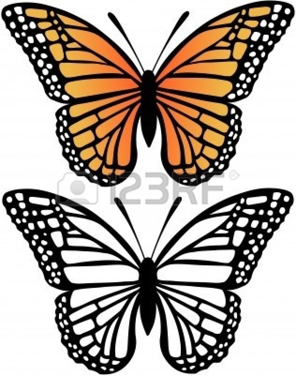 948x1203 Monarch Butterfly Drawing