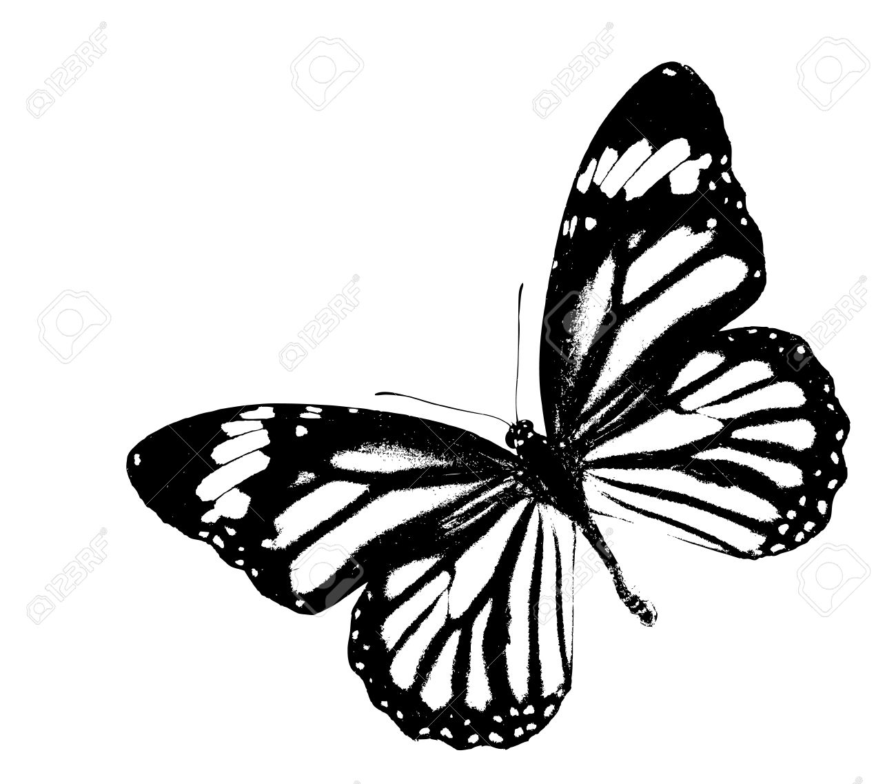 1300x1137 Black And White Monarch Butterfly Flying On Isolated White Stock