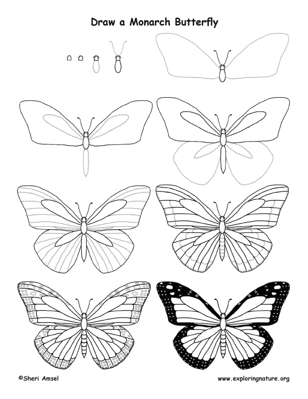 612x792 Butterfly (Monarch) Drawing Lesson
