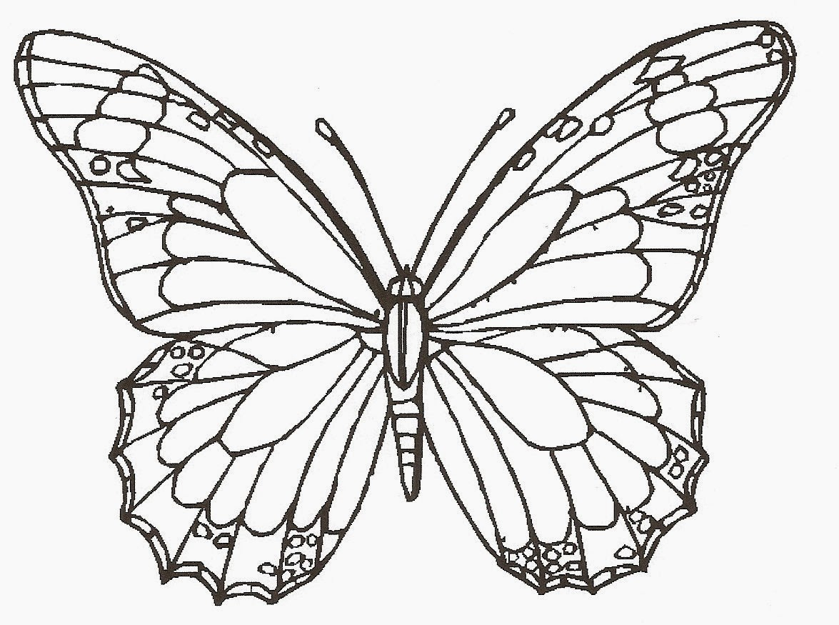 1175x875 Butterfly Hd Sketch Drawing Butterfly Monarch 2d How To Sketch