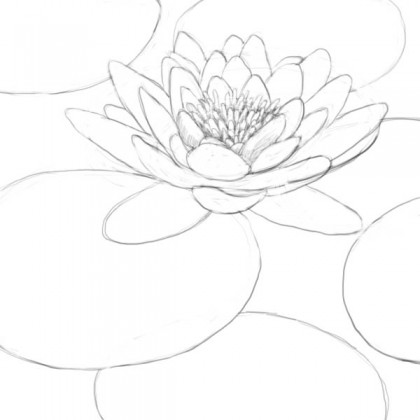420x420 How To Draw A Lily Pad 8 Flores Drawings, Monet