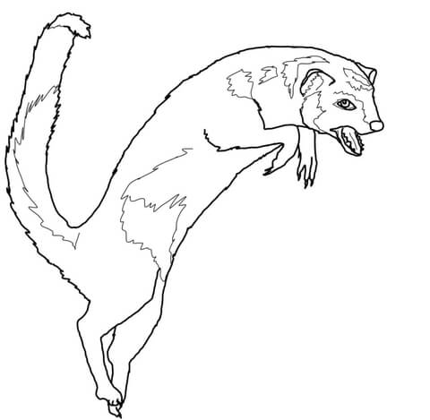 480x469 Jumping Mongoose Coloring Page Free Printable Coloring Pages