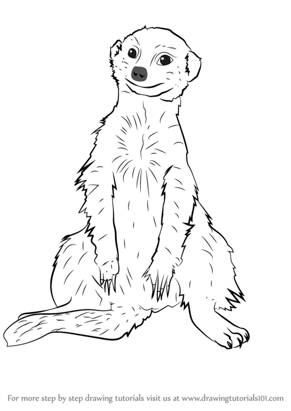 567x800 Learn How To Draw A Meerkat Sitting (Wild Animals) Step By Step