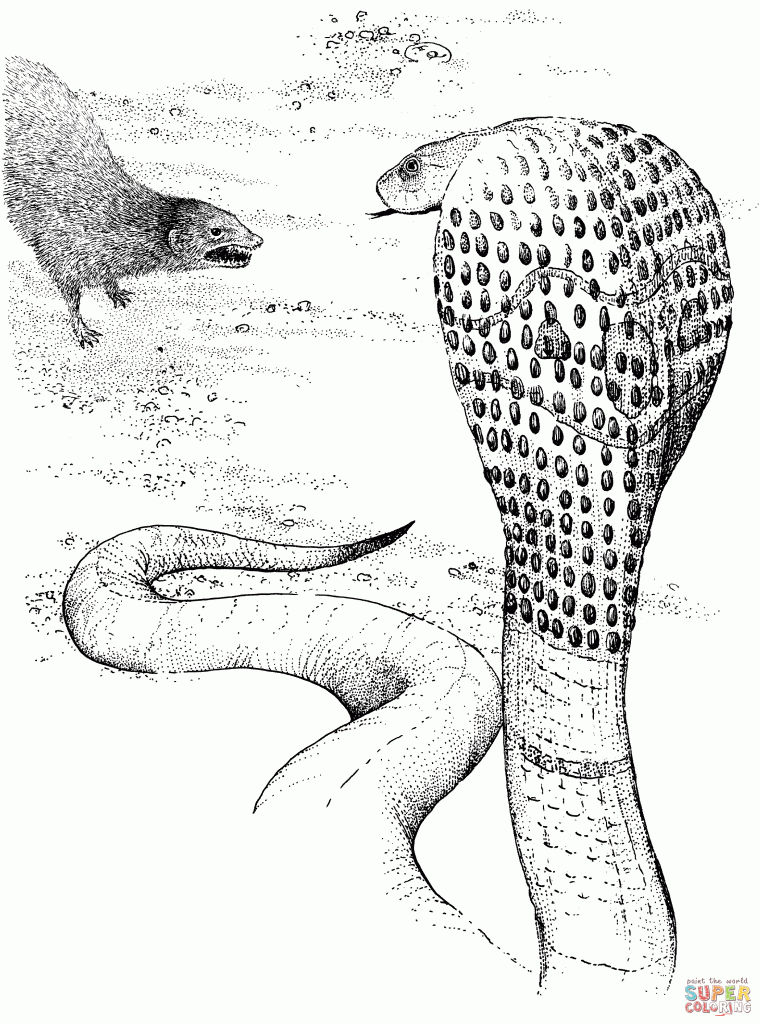 760x1024 Mongoose Fighting Cobra Coloring Page Free Download