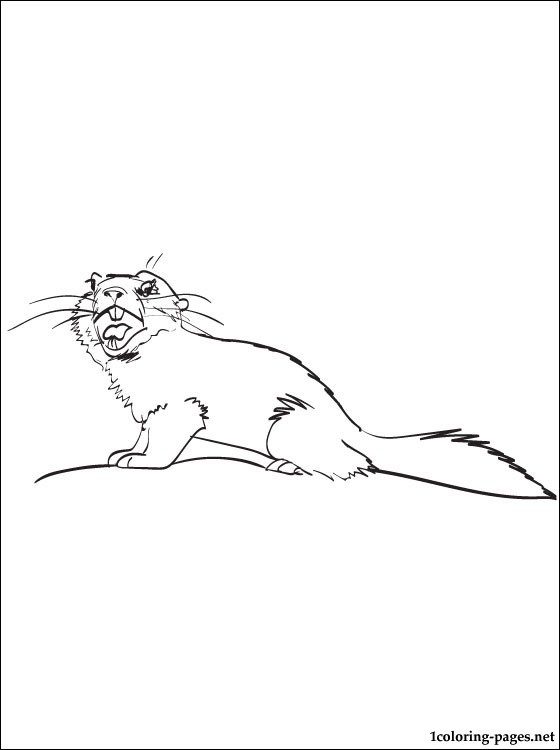 560x750 Mongoose Coloring And Printable Page Coloring Pages