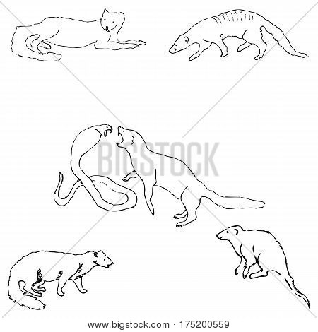 450x470 Mongoose. Sketch By Hand. Pencil Vector Amp Photo Bigstock