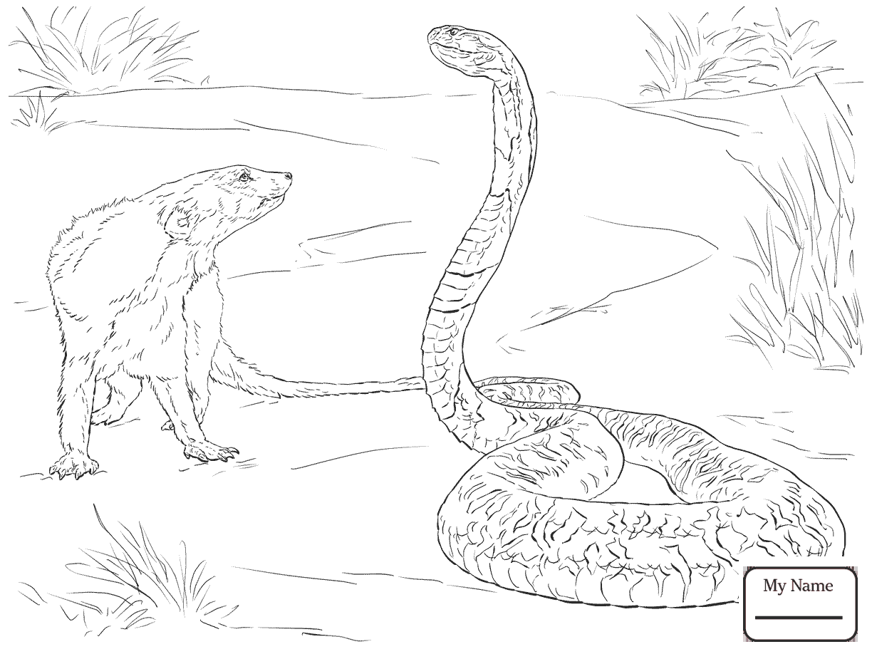 1224x918 Coloring Pages For Kids Cobra Is Thirsty Cobra Reptiles