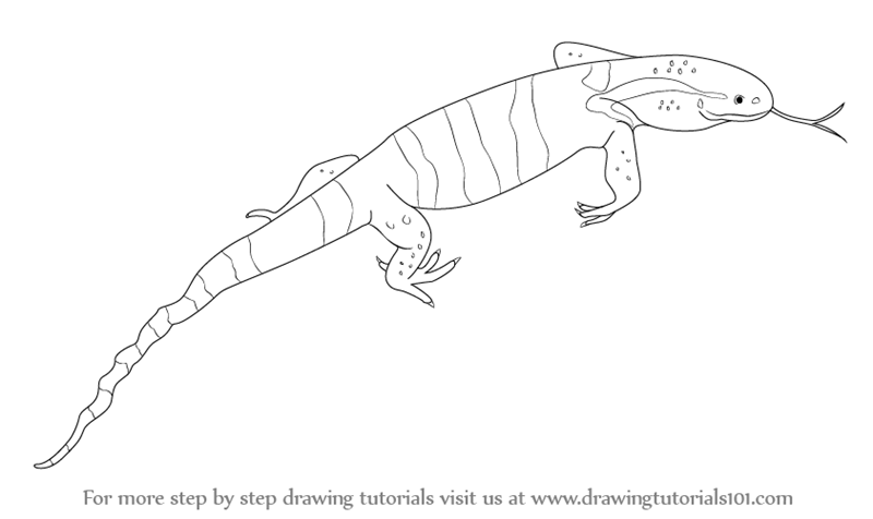 800x476 Learn How To Draw A Monitor Lizard (Reptiles) Step By Step