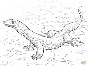 300x225 Realistic Texas Horned Lizard Download Coloring Pages