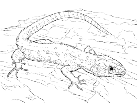 480x360 Yellow Spotted Tropical Night Lizard Coloring Page Free