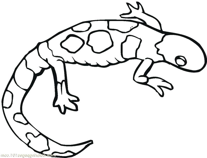 800x612 Lizard Coloring Pages Interconnect.site