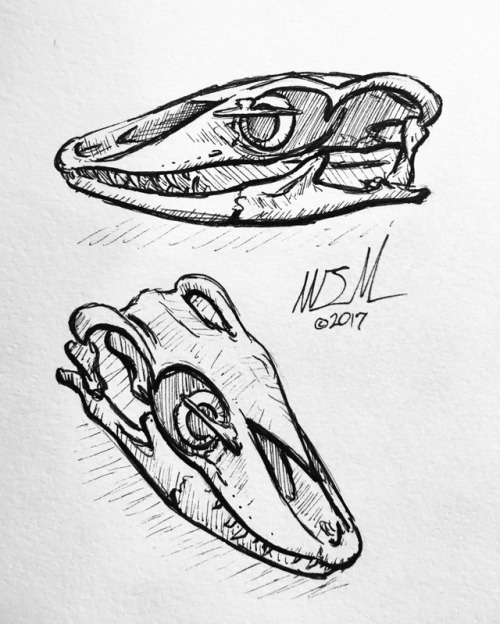 500x624 Monitor Lizard Skull Tumblr