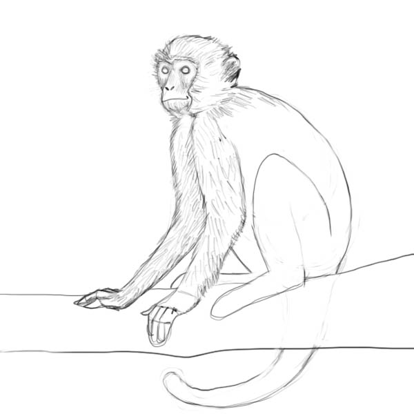 600x600 How To Draw A Monkey