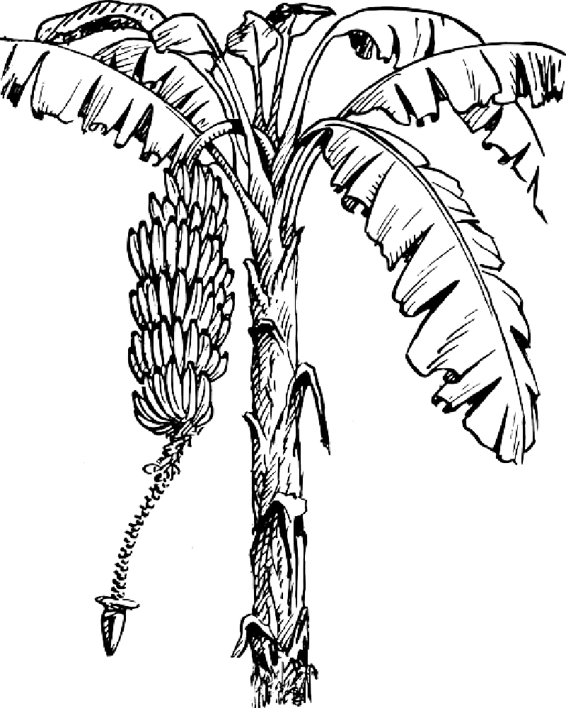 800x1000 Monkey, Black, Food, Fruit, Outline, Drawing, Sketch