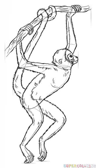 331x575 How To Draw A Spider Monkey Step By Step Drawing Tutorials