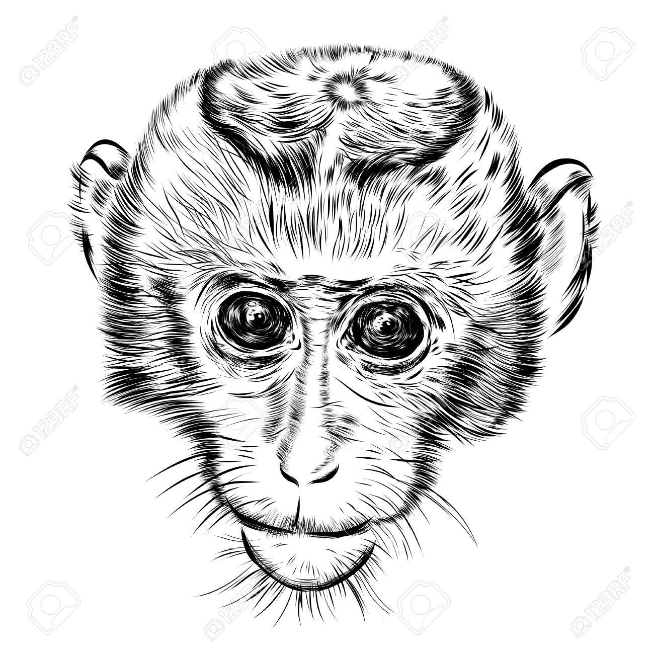 1300x1300 Sketch Monkey Face. Hand Drawn Of A Doodle Illustration. Stock