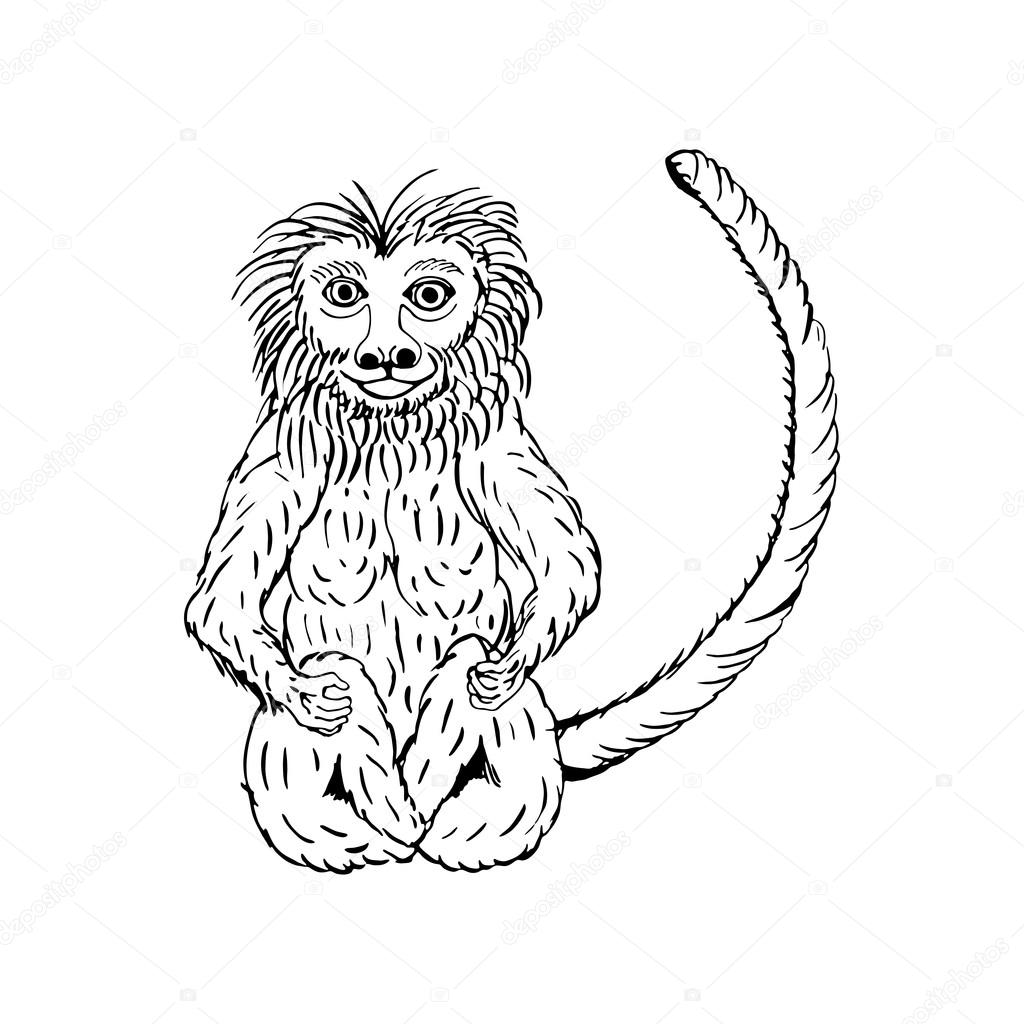 1024x1024 Hand Draw A Monkey Stock Vector Gennadiikorchuganov