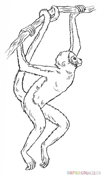 331x575 How To Draw A Spider Monkey Draw Tutorials