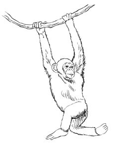 236x311 You Searched For Monkey