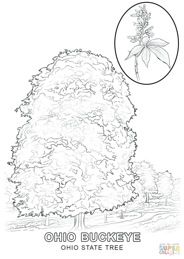 728x1028 Coloring Pages Tree Coloring Pages Of Trees Tree Of Life Mandala