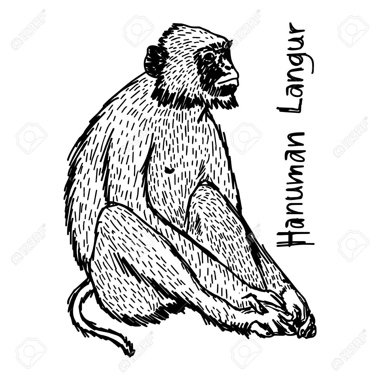 1300x1300 Vector Illustration Sketch Hand Drawn With Black Lines Of Hanuman