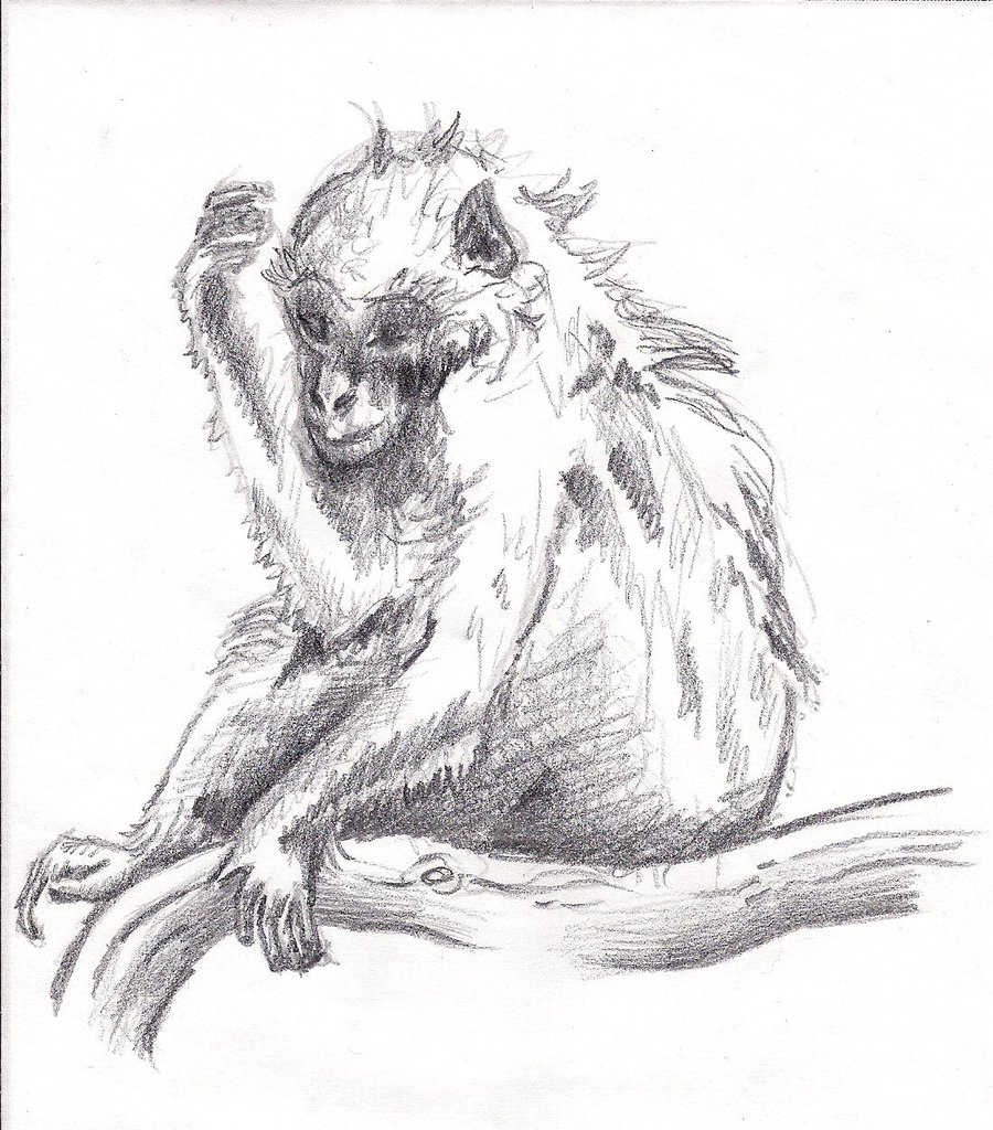 900x1024 Monkey Pencil Drawing Dreaming Monkey Sketchgreat Queen Morrigan