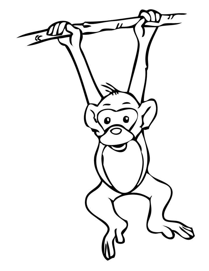 736x952 Sketch Of A Monkey Drawn Monkey Pencil And In Color Drawn Monkey