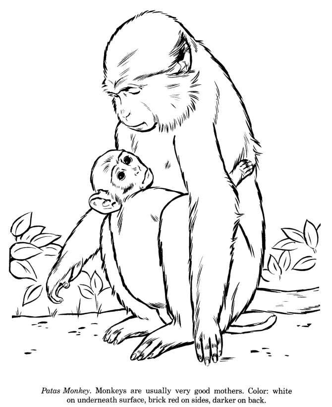 Monkey Pictures Drawing