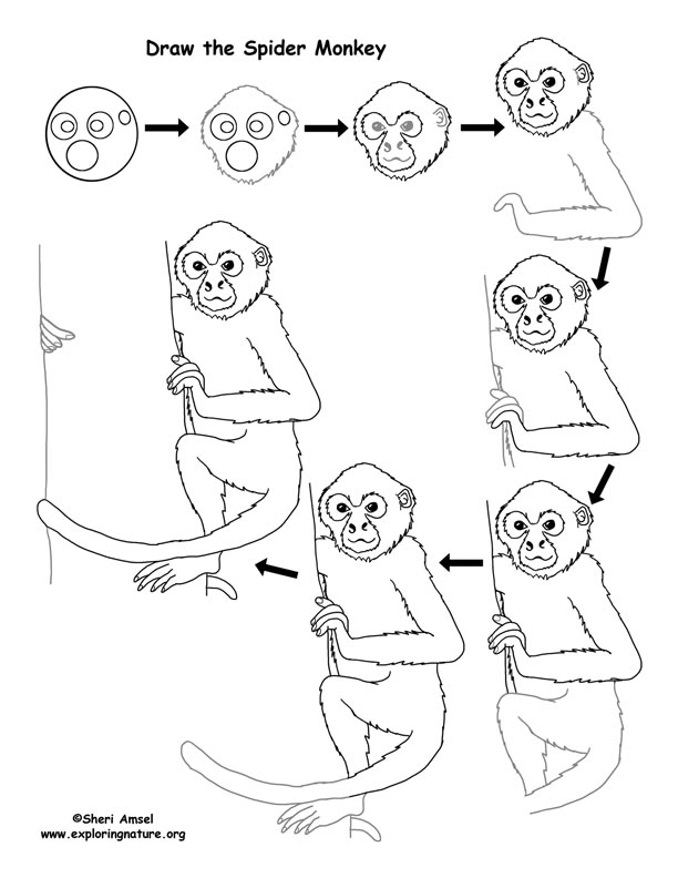 612x792 Monkey Drawing Lesson