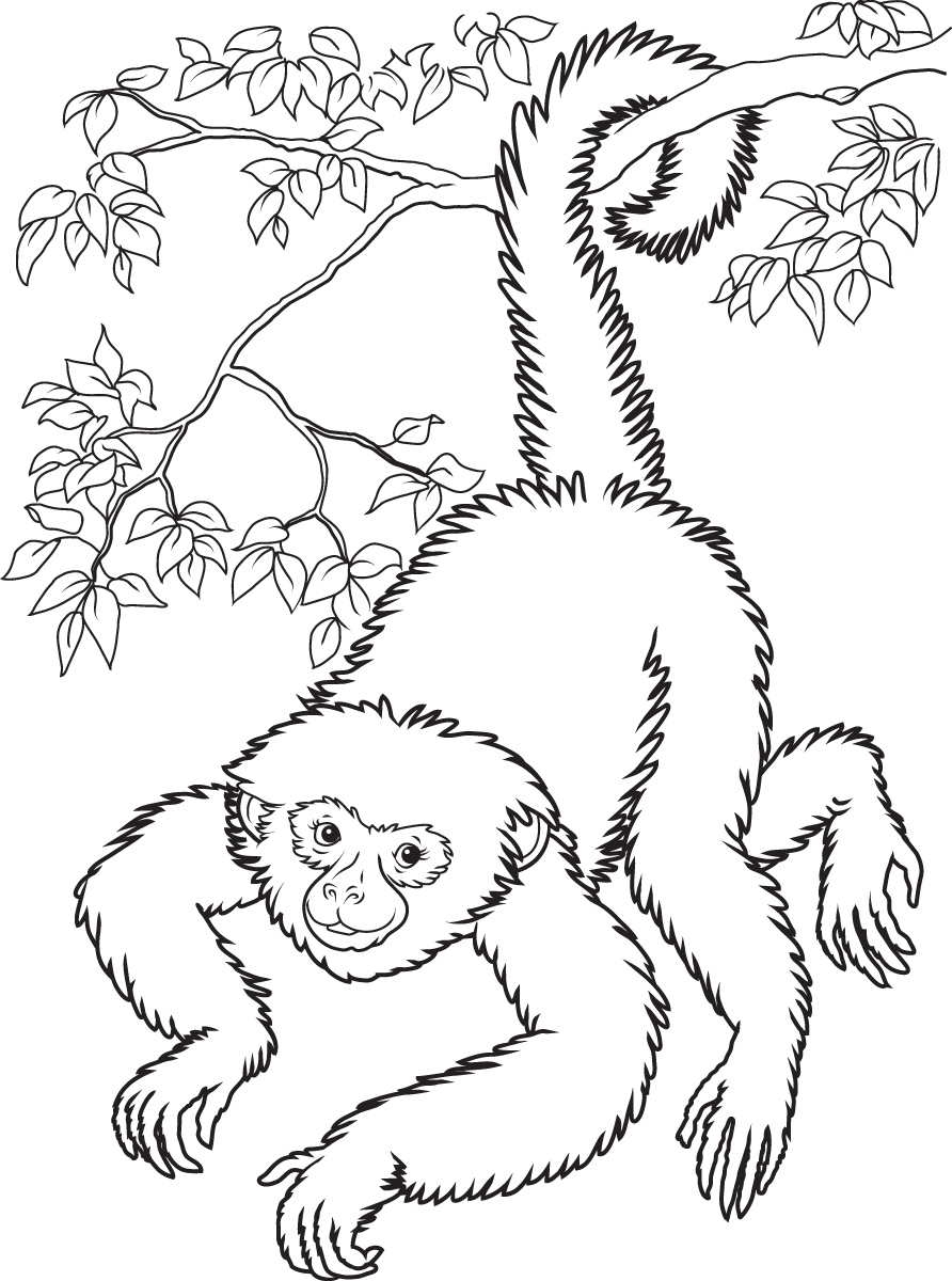 892x1200 Monkey Printable Coloring Pages