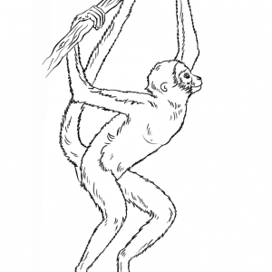 300x300 How To Draw Master Monkey Step By Movies Pop Culture How Adult