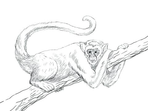 Monkeys Drawing
