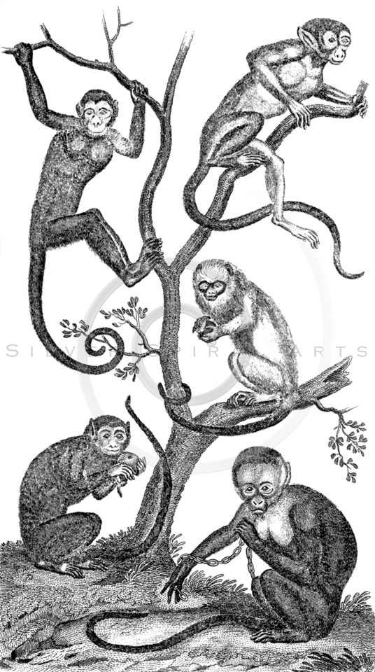 536x960 Royalty Free Stock Vintage Illustrations Photo Keywords Monkeys