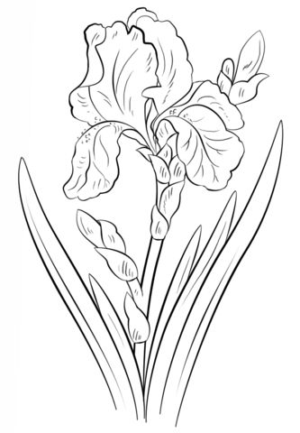 333x480 58 Best Pen And Ink Floral Images On Drawing Flowers